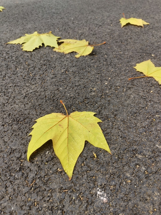 Leaf,Autumn,Tree