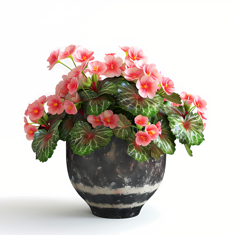 Begonia,Others
