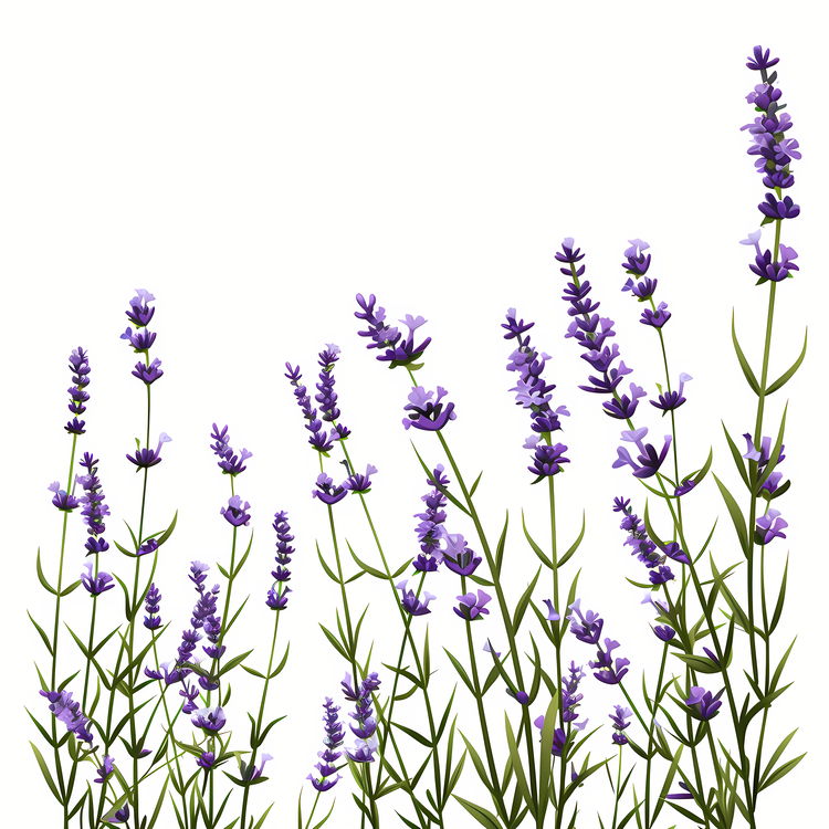 Lavender Flower Field,Others