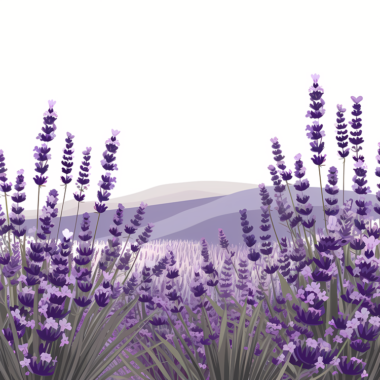 Lavender Flower Field,Others