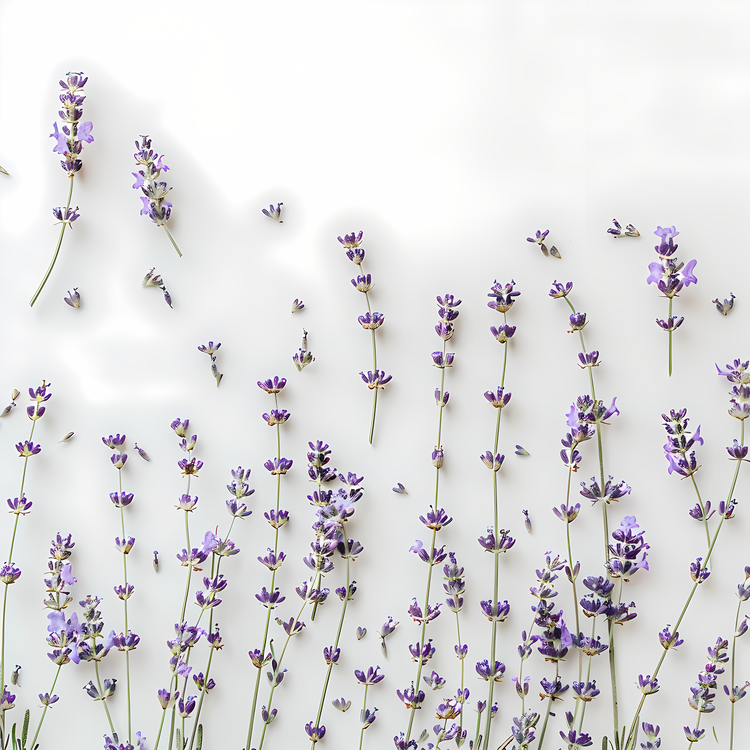 Lavender Flowers,Flower,White