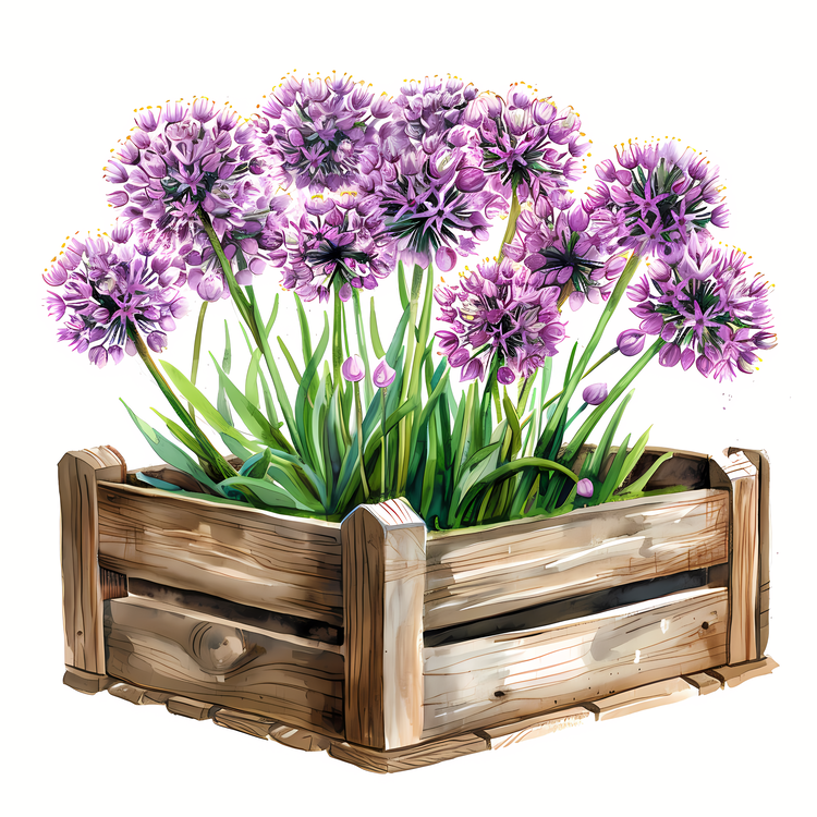 Giant Allium,Flower Pot,Purple Flowers