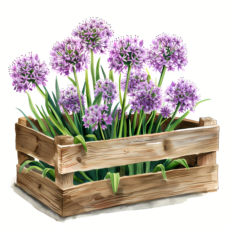 Giant Allium,Purple,Gardening