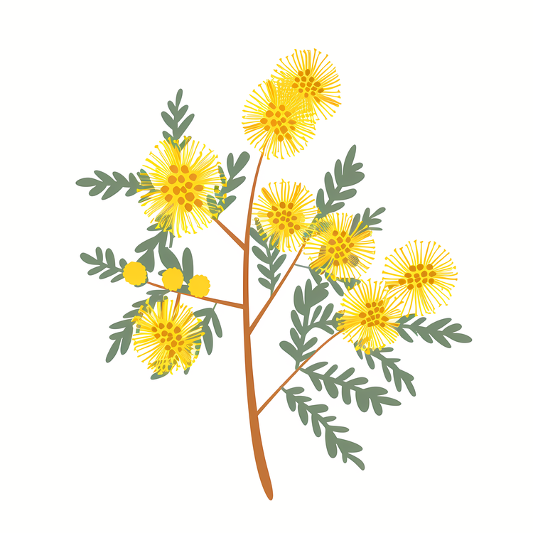 Mimosa,Australian Wildflowers,Eucalyptus Flowers