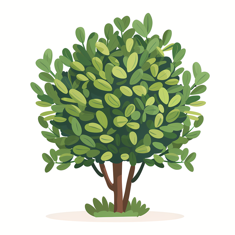 Shrub,Tree,Leafy