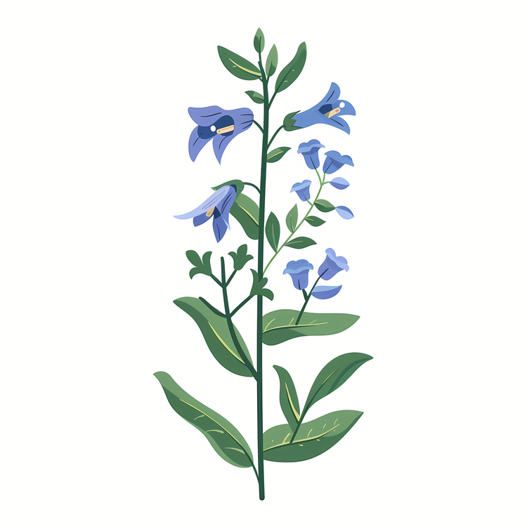 Herb Skullcap,Flower,Blue Flowers