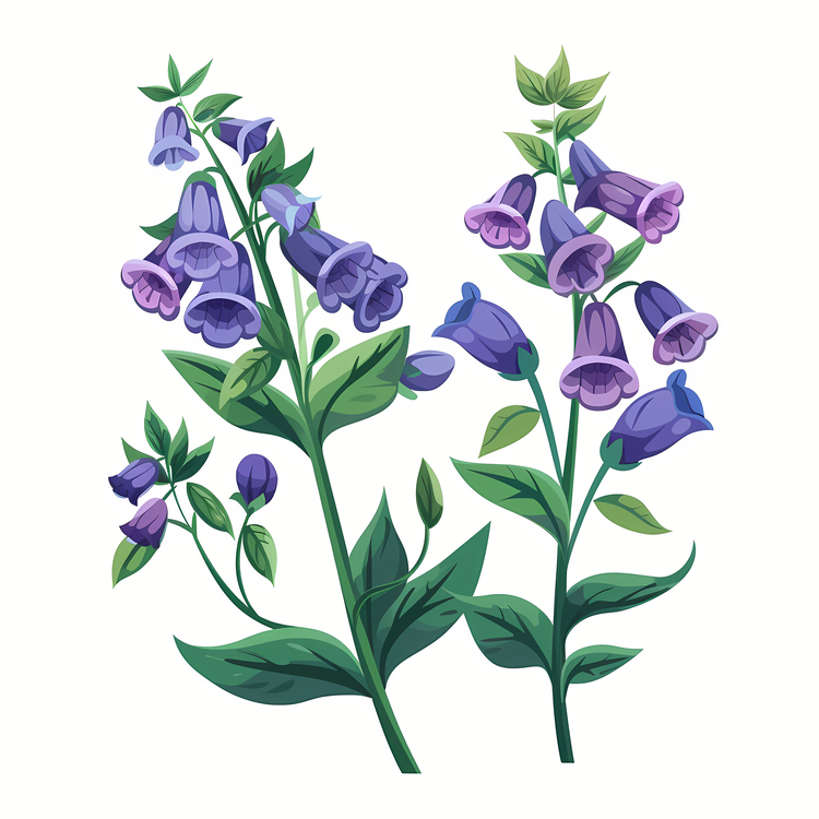 Herb Skullcap,Purple,Flowers