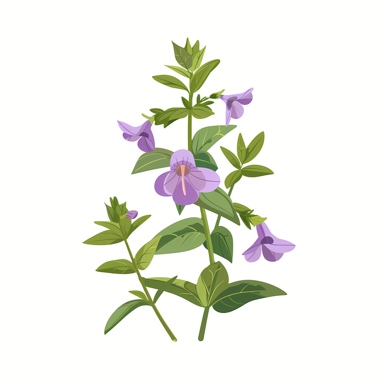Herb Skullcap,Flower,Purple