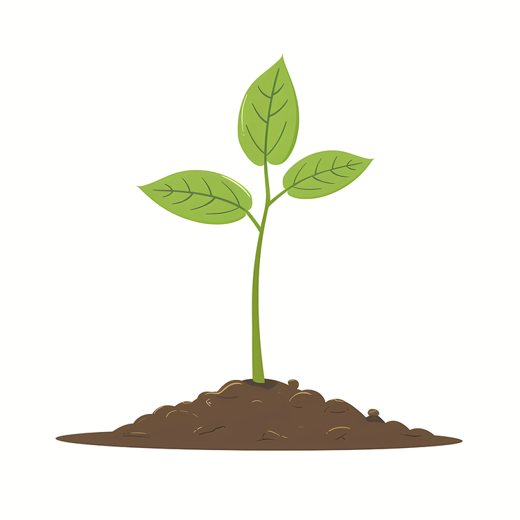 Seedling,Plant,Soil