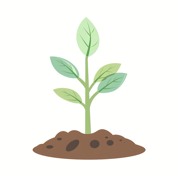 Seedling,Plant,Ground