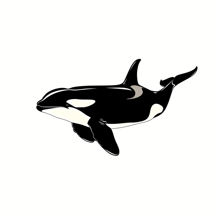 Killer Whale,Orca,Whale
