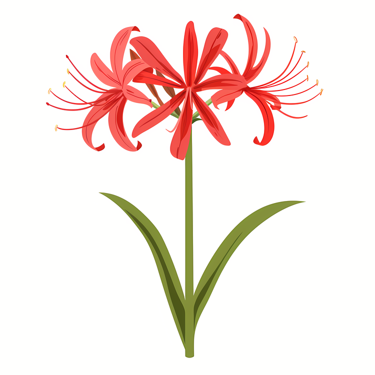 Red Spider Lily,Red Flower,Lily