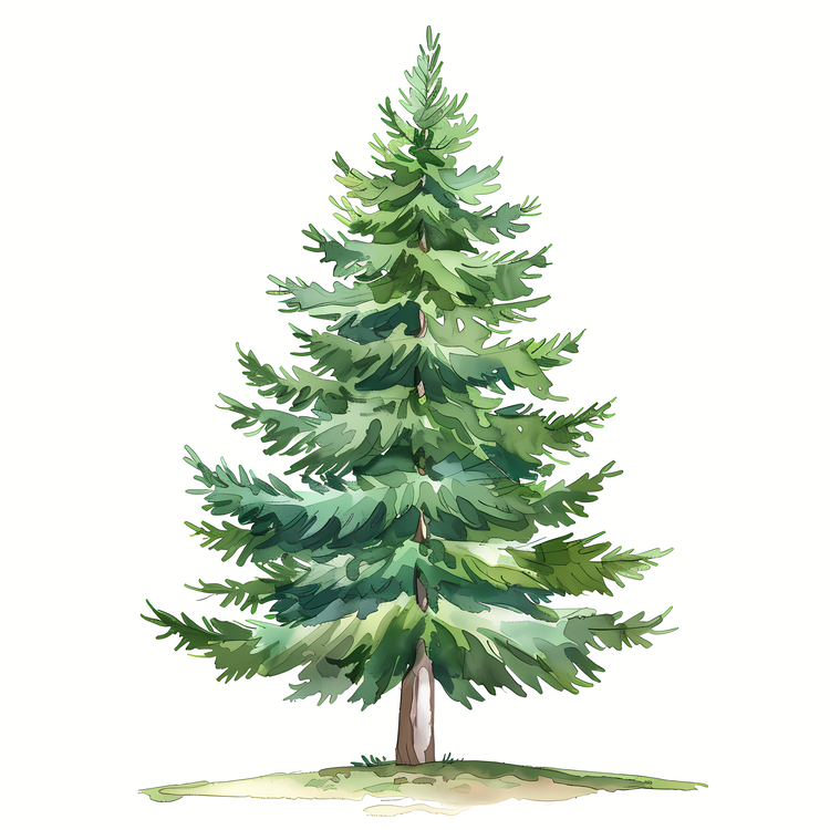 Fir Tree,Pine Tree,Watercolor Painting