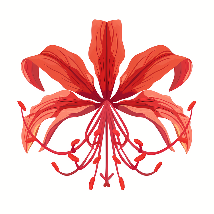 Red Spider Lily,Red Flower,White Background