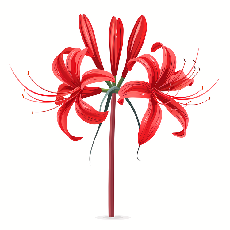 Red Spider Lily,Red Flowers,Lily