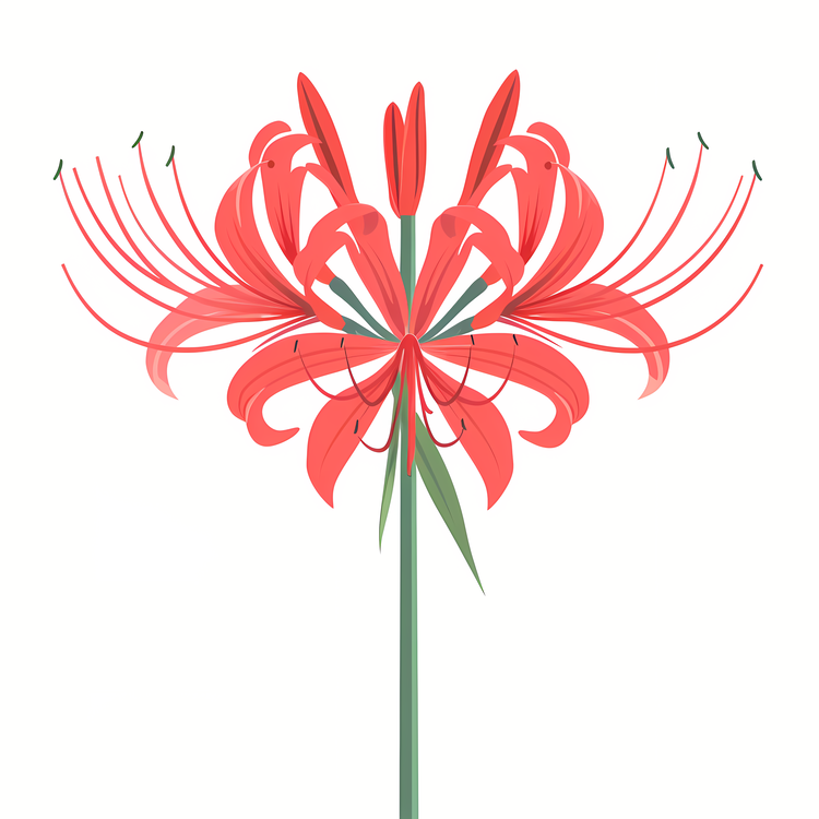 Red Spider Lily,Red Flower,Tiger Lily