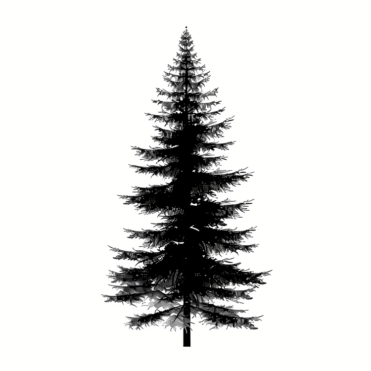 Fir Tree,Pine Tree,Silhouette
