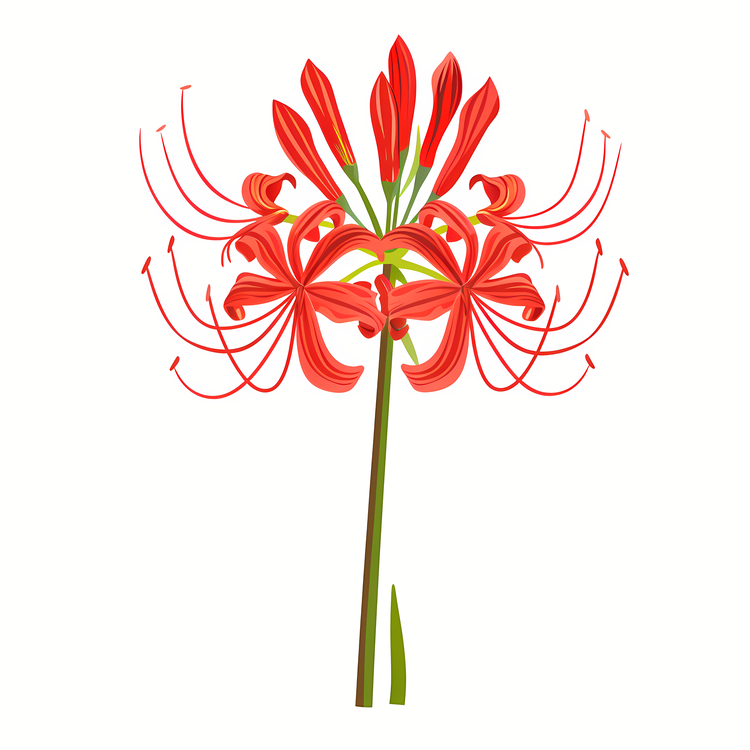 Red Spider Lily,Red Flowers,White Background