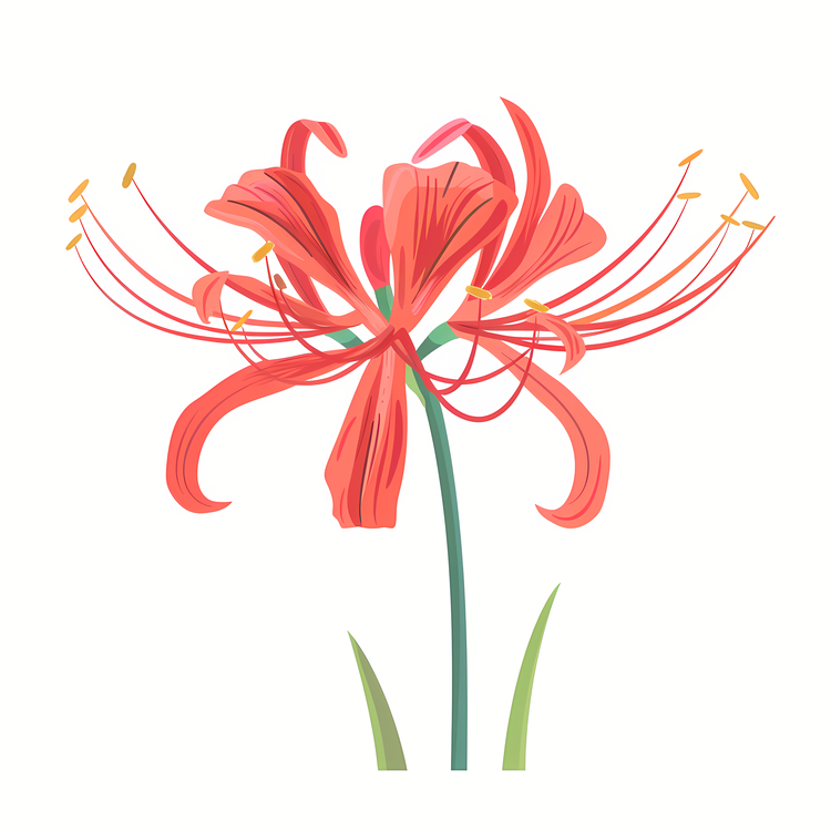 Red Spider Lily,Red Flower,Lilac