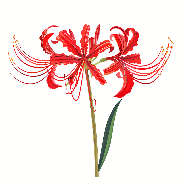 Red Spider Lily,Red Flower,Flower
