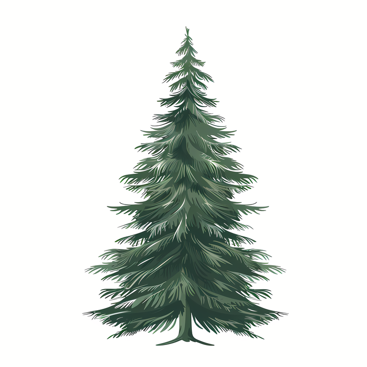 Fir Tree,Pine Tree,Spruce Tree