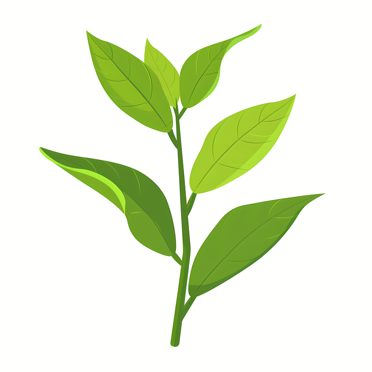 Tea Background,Green,Leaf