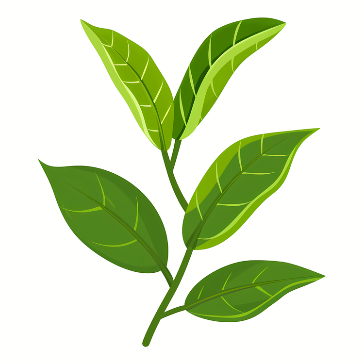 Tea Background,Green Leaves,Plant Leaves