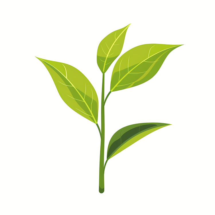 Tea Background,Plant,Green Leaves