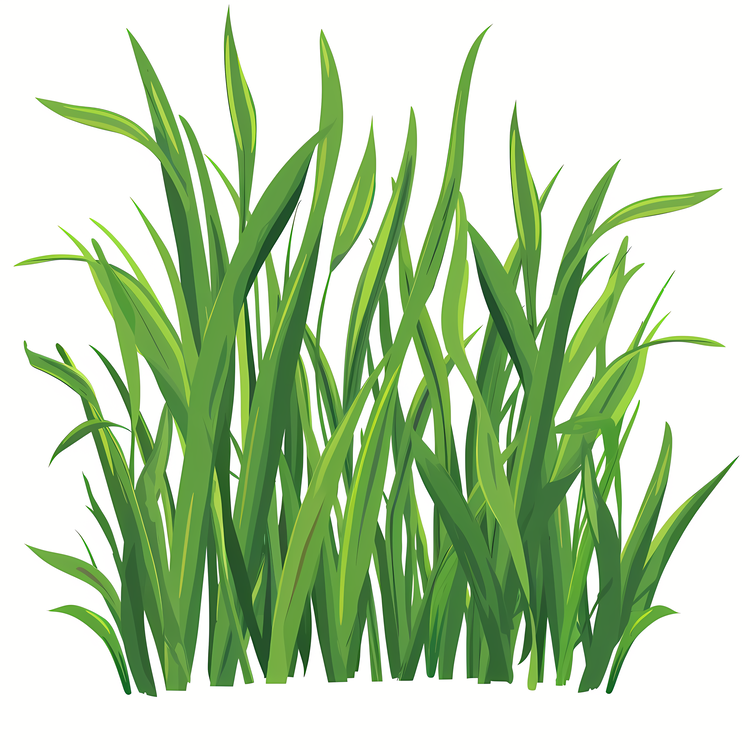 Spring Grass,Grass,Green