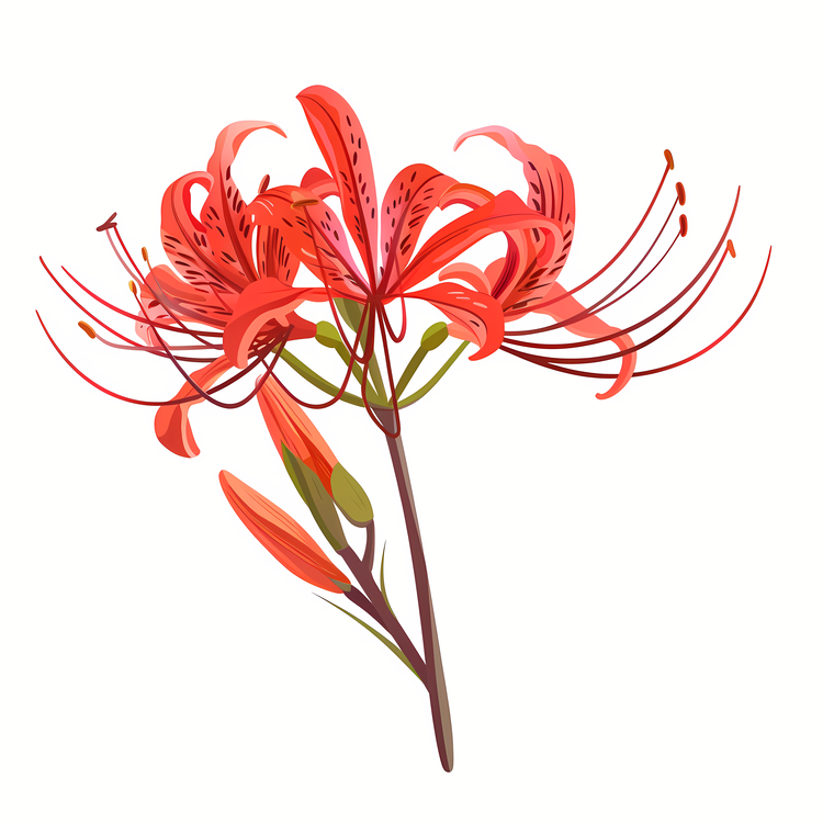 Red Spider Lily,Orchid,Red