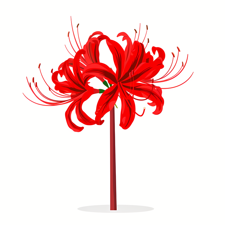 Red Spider Lily,Red Flower,Stalk