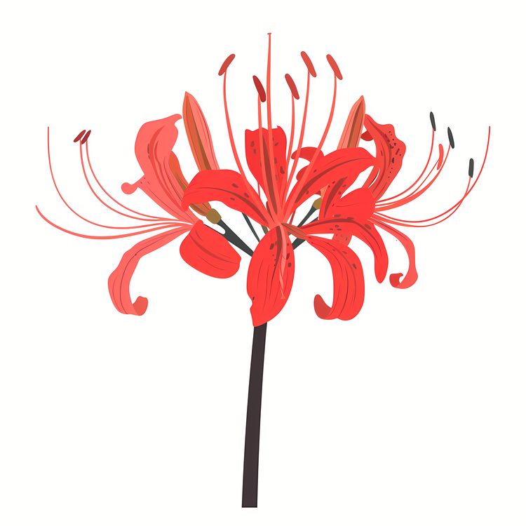 Red Spider Lily,Red Lily,Flower