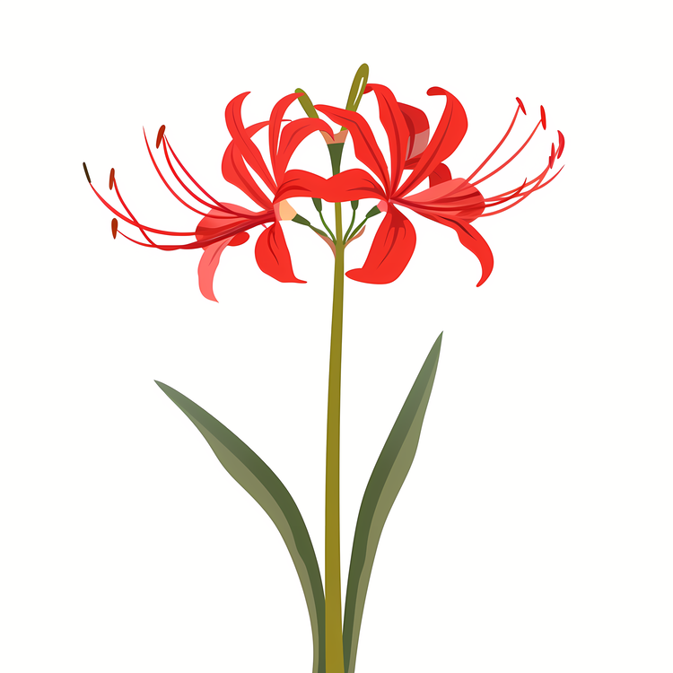 Red Spider Lily,Red Flower,Lily