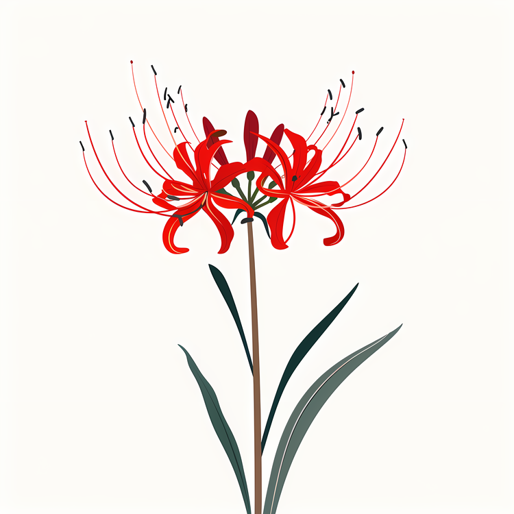Red Spider Lily,Red Flower,Stamen