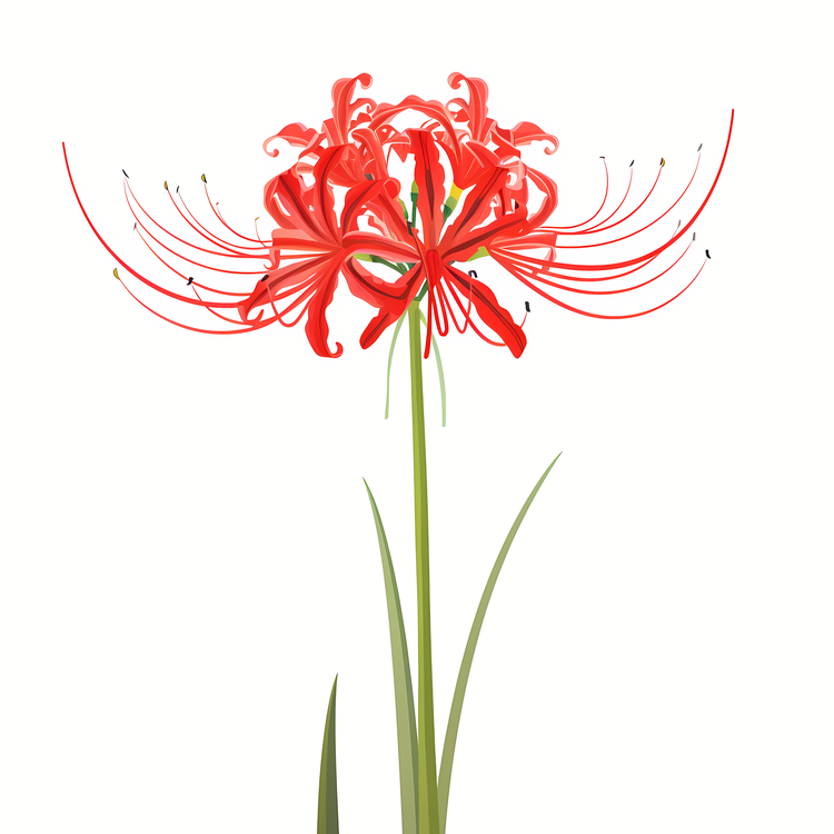 Red Spider Lily,Red,Flowering Plant