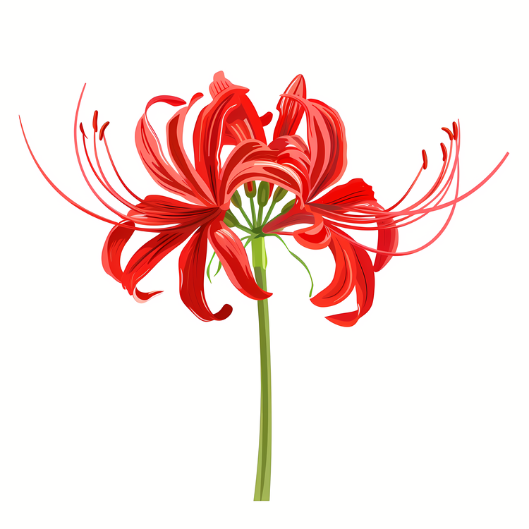 Red Spider Lily,Red Flower,Petal