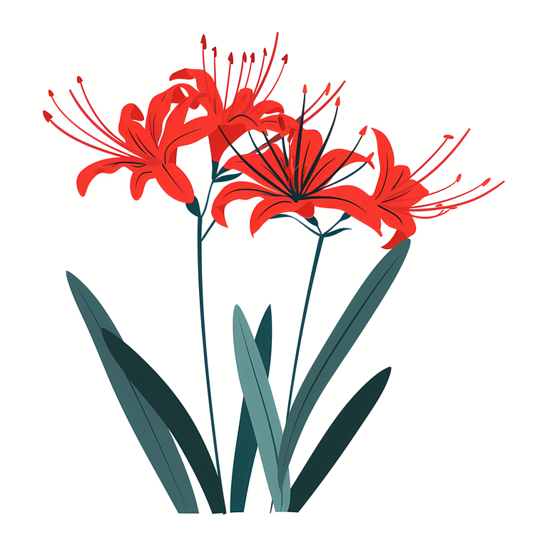 Red Spider Lily,Flower,Red