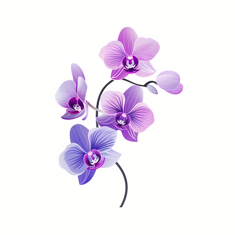 Orchid Day,Purple,Pink