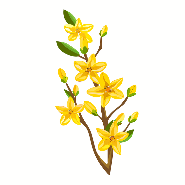 Forsythia Flower,Yellow Flowers,Branch