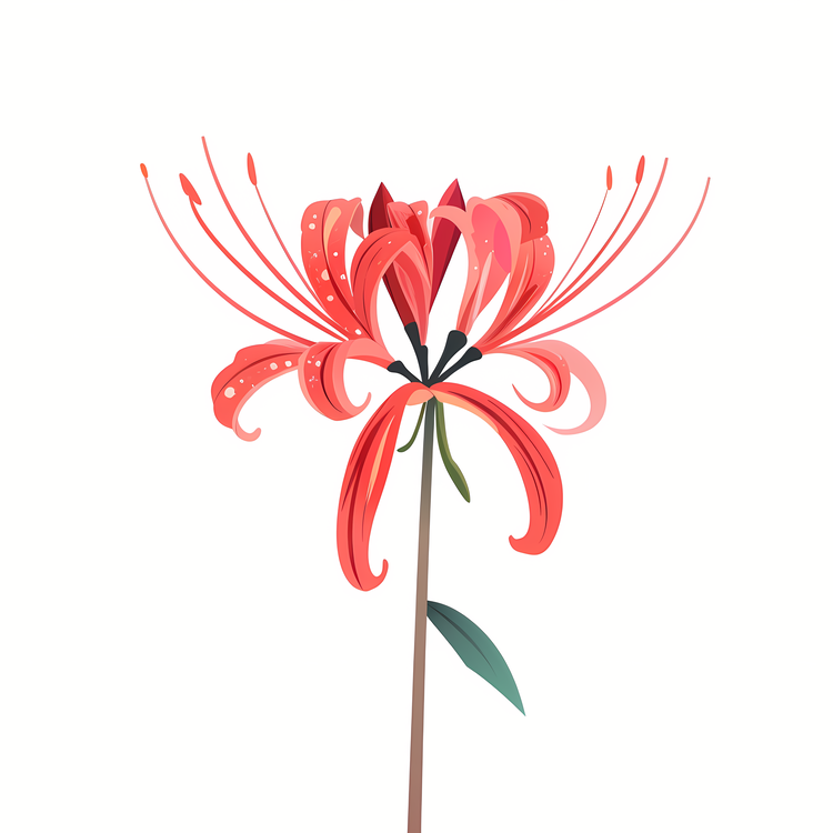Red Spider Lily,Red Flower,Carnation