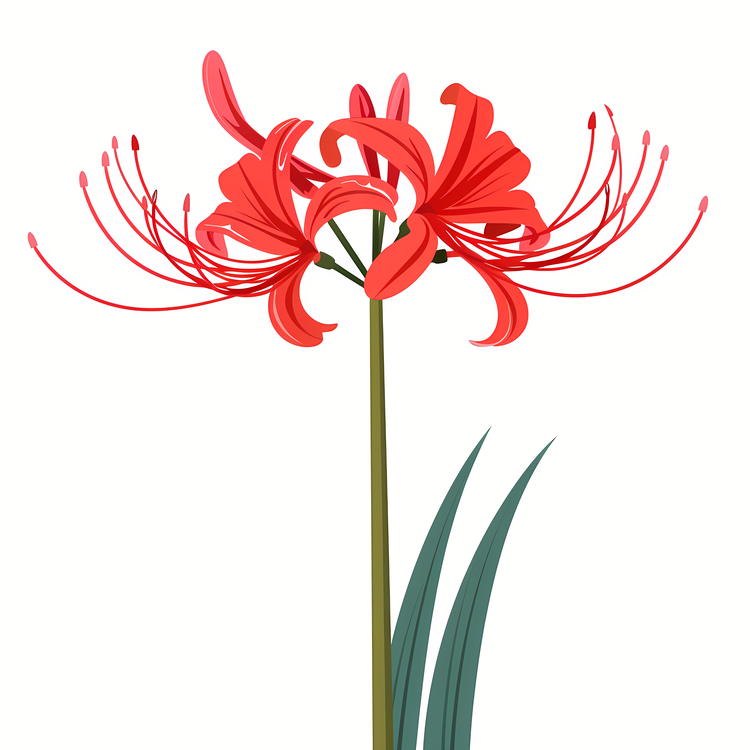 Red Spider Lily,Red Flowers,Lilies