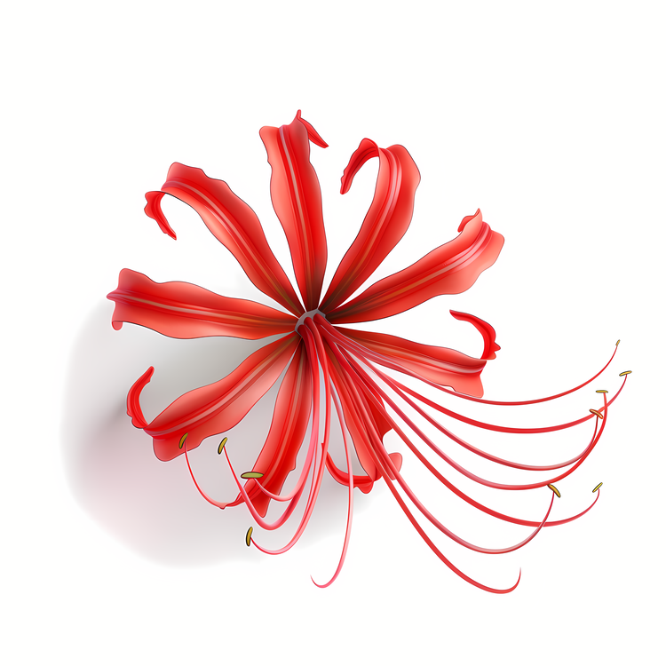Red Spider Lily,Red Flower,White Background