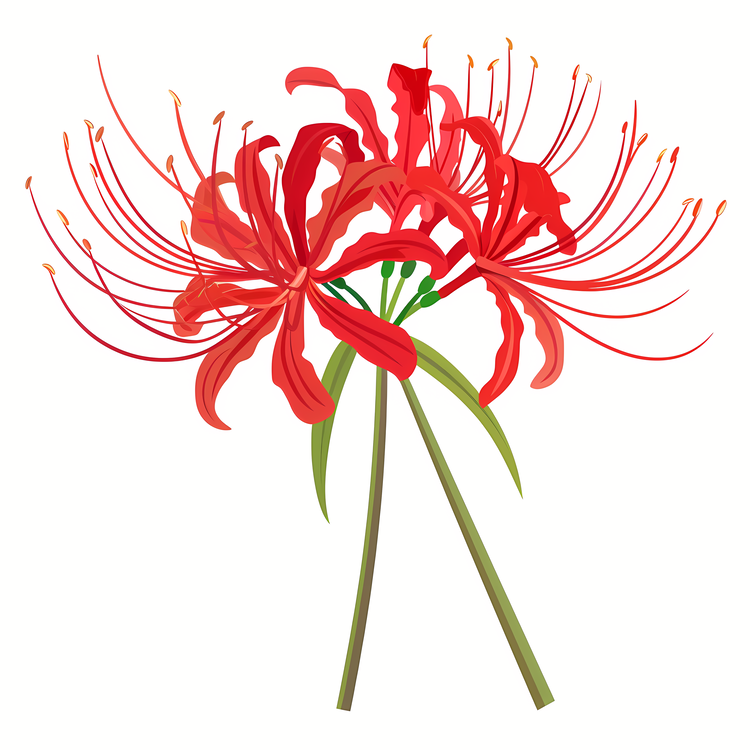 Red Spider Lily,Red,Flower
