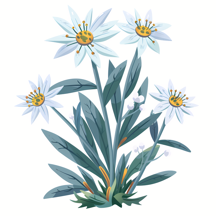Edelweiss,White Flower,Plant
