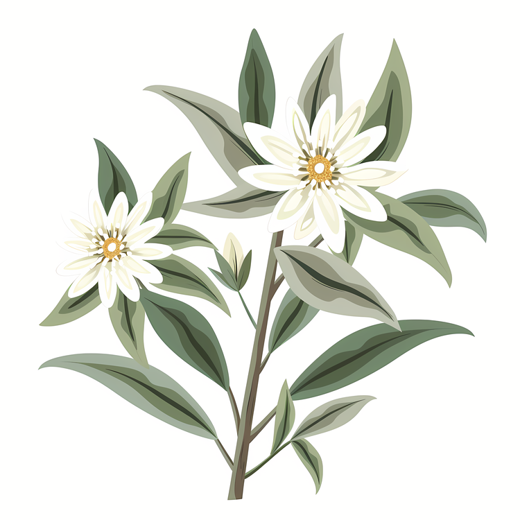 Edelweiss,White Flower,Branch