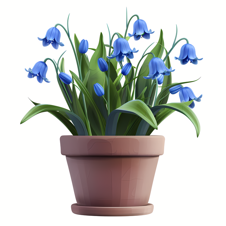 Bluebell Flower,Bluebell,Potted Plant