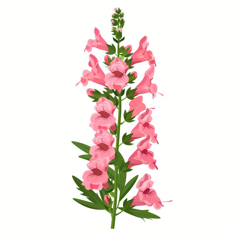 Snapdragon Flower,Pink Flowers,Floral