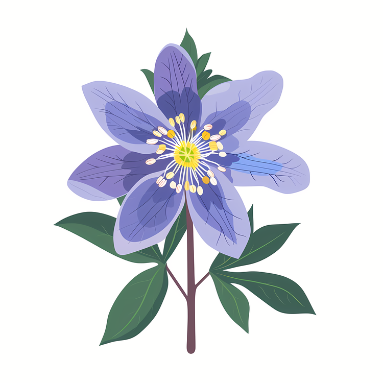 Alaska State Flower,Clematis,Purple