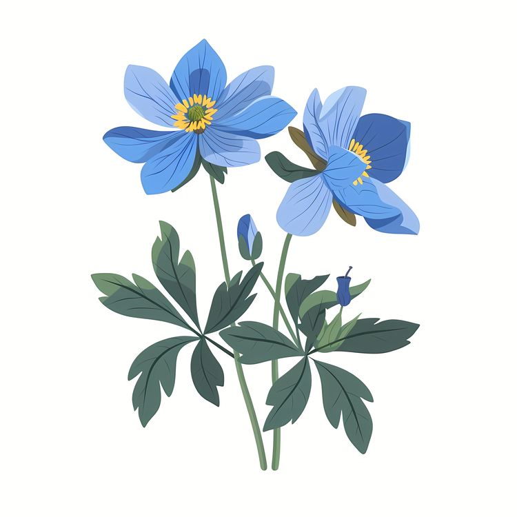 Alaska State Flower,Anemones,Blue Flowers