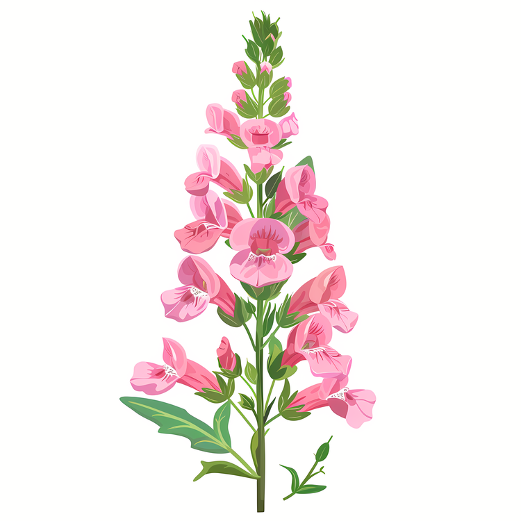 Snapdragon Flower,Pink Flowers,Stems